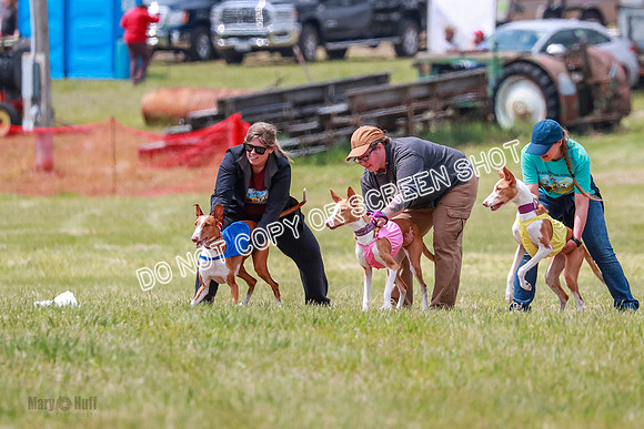 F Final Vet Thea Seren Dawn-9240