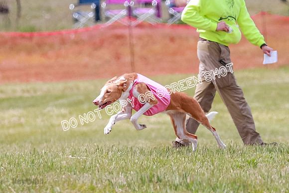 F Final Vet Thea Seren Dawn-9249