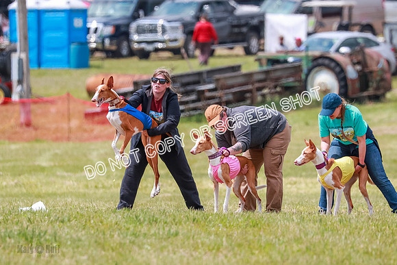 F Final Vet Thea Seren Dawn-9241