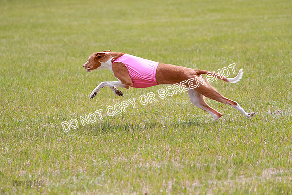 F Final Vet Thea Seren Dawn-9264