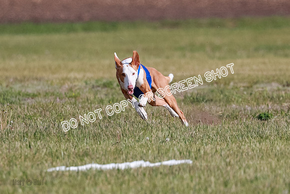 B Prelim Fch 1 Ellie Mouse Tut-7175