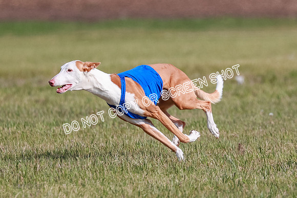 B Prelim Fch 1 Ellie Mouse Tut-7184