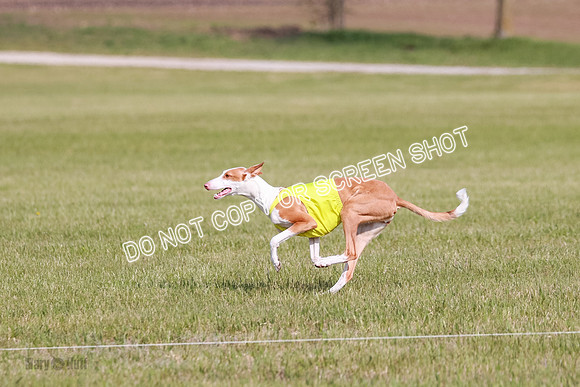 B Prelim Fch 1 Ellie Mouse Tut-7185