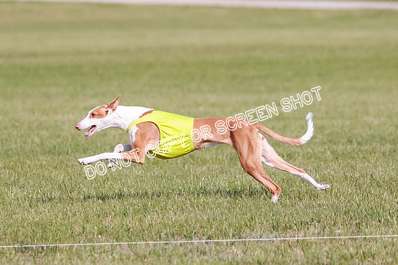 B Prelim Fch 1 Ellie Mouse Tut-7186
