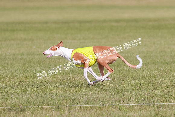 B Prelim Fch 1 Ellie Mouse Tut-7189