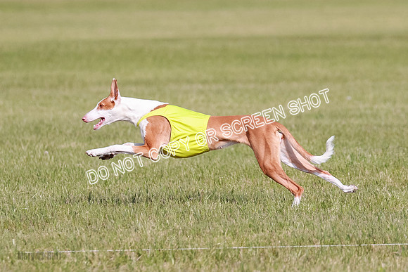 B Prelim Fch 1 Ellie Mouse Tut-7191