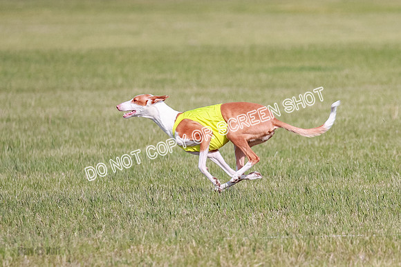 B Prelim Fch 1 Ellie Mouse Tut-7194