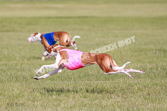 B Prelim Fch 1 Ellie Mouse Tut-7197