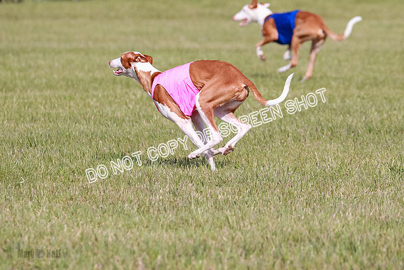 B Prelim Fch 1 Ellie Mouse Tut-7199
