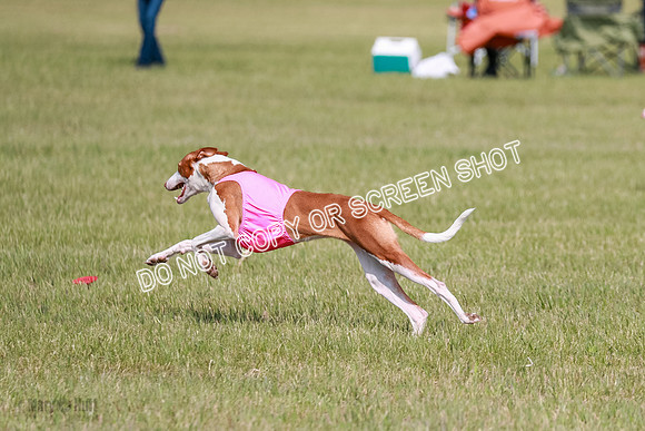 B Prelim Fch 1 Ellie Mouse Tut-7201
