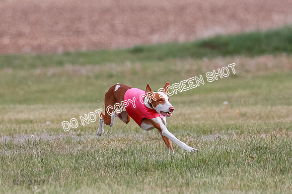 B Prelim Fch 2 Halo Cooper-7206