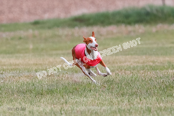 B Prelim Fch 2 Halo Cooper-7208