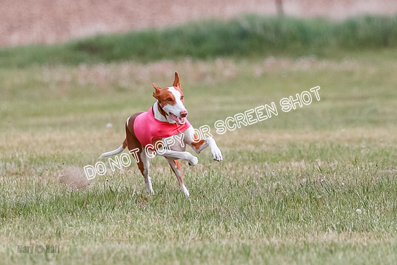 B Prelim Fch 2 Halo Cooper-7209