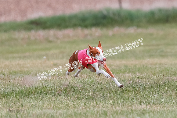 B Prelim Fch 2 Halo Cooper-7210