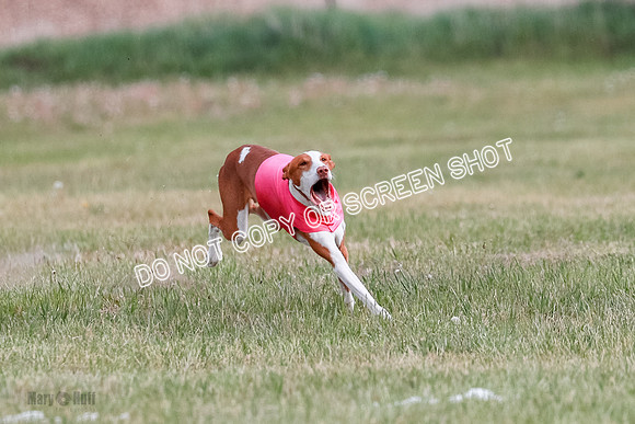 B Prelim Fch 2 Halo Cooper-7211