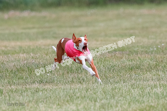 B Prelim Fch 2 Halo Cooper-7212