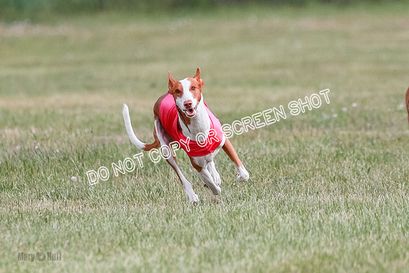 B Prelim Fch 2 Halo Cooper-7214