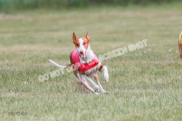 B Prelim Fch 2 Halo Cooper-7215