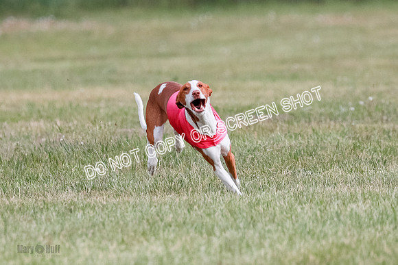 B Prelim Fch 2 Halo Cooper-7213
