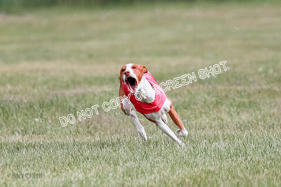 B Prelim Fch 2 Halo Cooper-7218