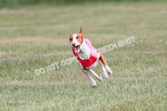 B Prelim Fch 2 Halo Cooper-7219