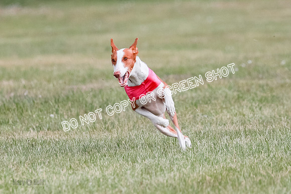 B Prelim Fch 2 Halo Cooper-7220