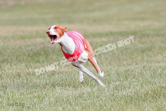 B Prelim Fch 2 Halo Cooper-7221