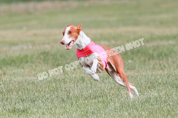 B Prelim Fch 2 Halo Cooper-7223