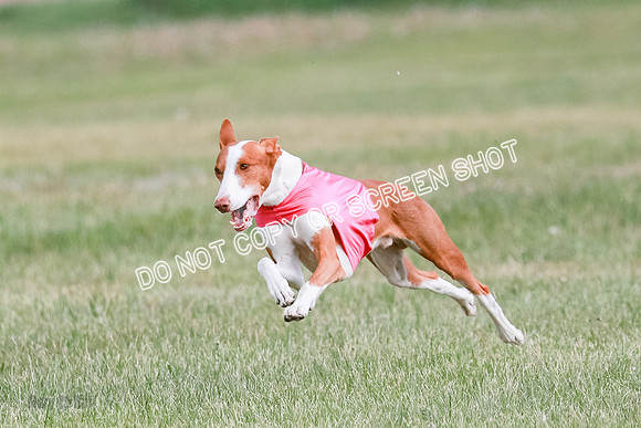 B Prelim Fch 2 Halo Cooper-7224