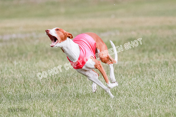 B Prelim Fch 2 Halo Cooper-7226
