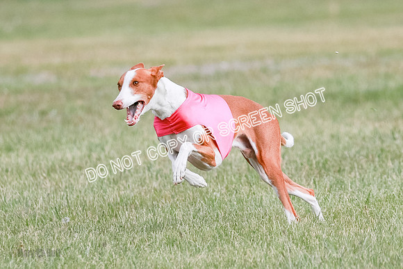 B Prelim Fch 2 Halo Cooper-7228