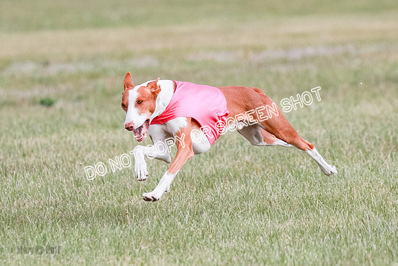B Prelim Fch 2 Halo Cooper-7229