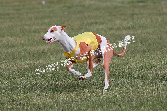 B Prelim Fch 2 Halo Cooper-7231