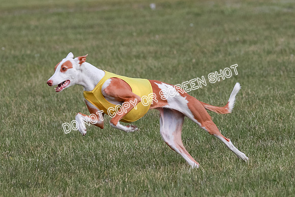 B Prelim Fch 2 Halo Cooper-7232