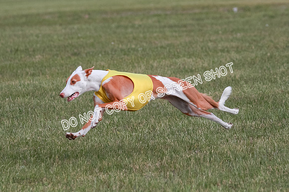 B Prelim Fch 2 Halo Cooper-7233