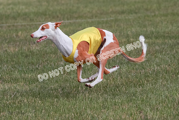B Prelim Fch 2 Halo Cooper-7236