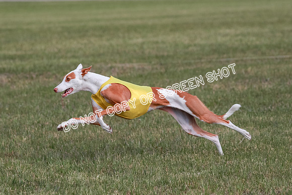 B Prelim Fch 2 Halo Cooper-7238