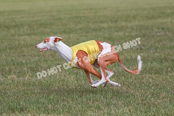 B Prelim Fch 2 Halo Cooper-7239