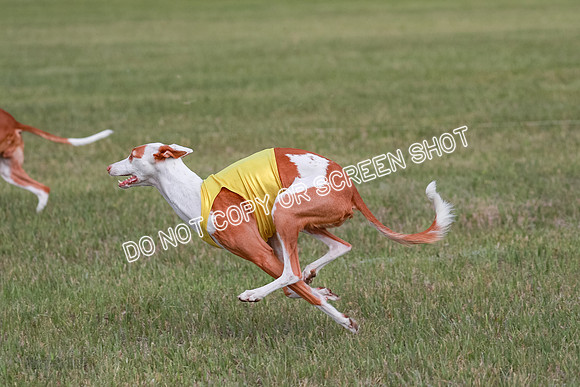 B Prelim Fch 2 Halo Cooper-7240