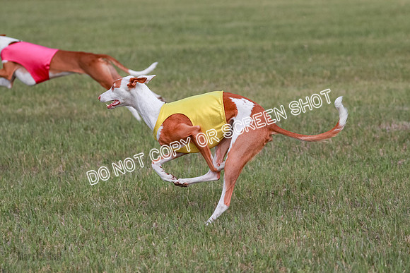 B Prelim Fch 2 Halo Cooper-7241