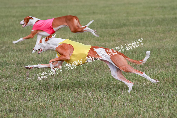 B Prelim Fch 2 Halo Cooper-7242