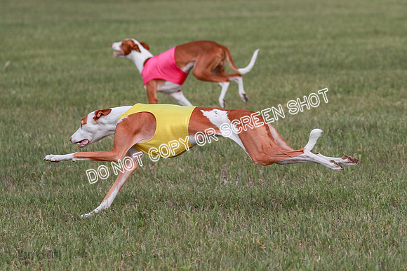 B Prelim Fch 2 Halo Cooper-7243