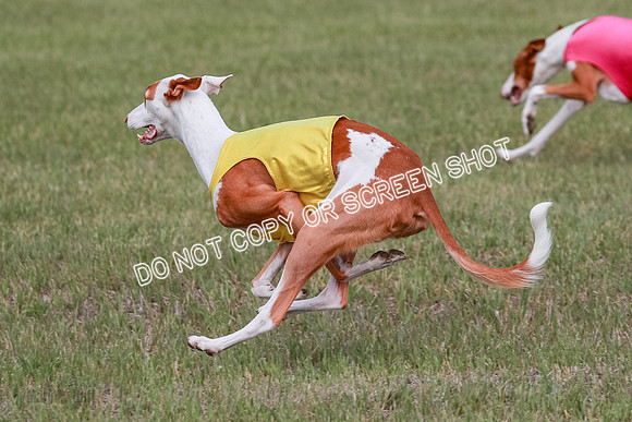 B Prelim Fch 2 Halo Cooper-7245