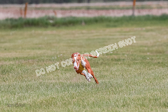 C  Prelim Vet Dawn Seren Thea-7299