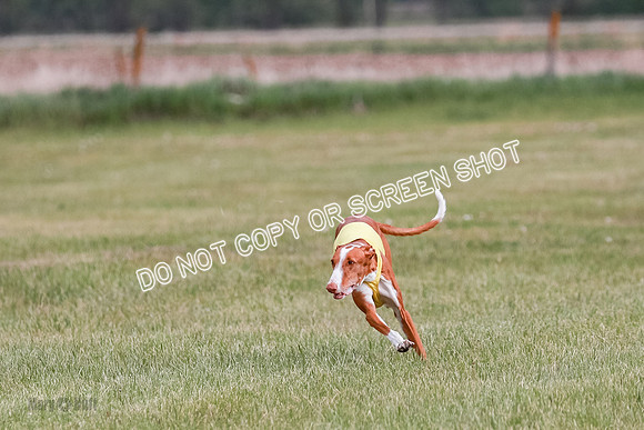 C Prelim Vet Dawn Seren Thea-7300
