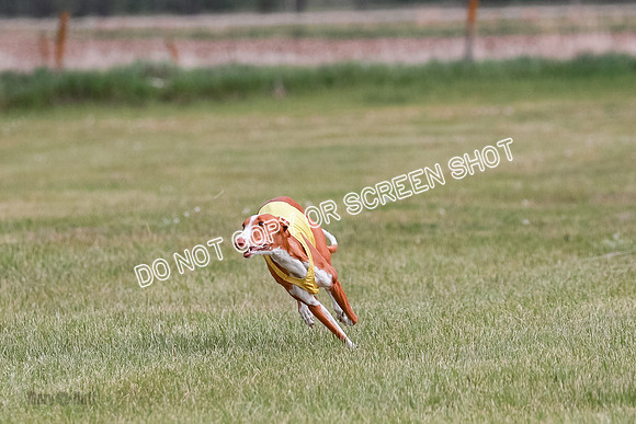 C Prelim Vet Dawn Seren Thea-7301