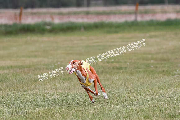 C Prelim Vet Dawn Seren Thea-7302