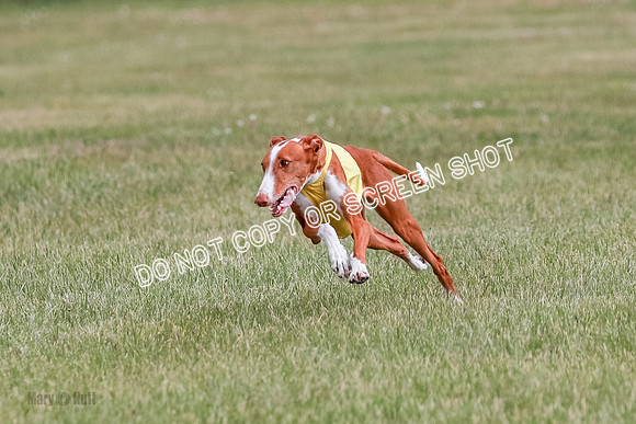 C Prelim Vet Dawn Seren Thea-7304