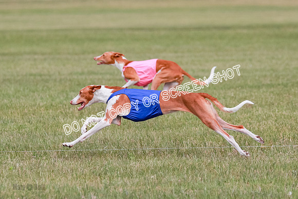 C Prelim Vet Dawn Seren Thea-7306