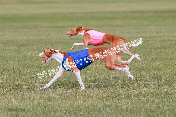C Prelim Vet Dawn Seren Thea-7307